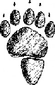 Striped Skunk hind foot print