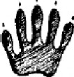 Raccoon front foot print
