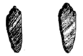 Rabbit hind foot print