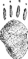 Porcupine front foot print