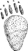 Porcupine hind foot print