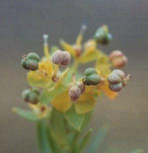 The lobed capsules of a leafy spurge plant 