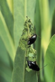 A close-up image of Aphthona lacertosa flea beetles
