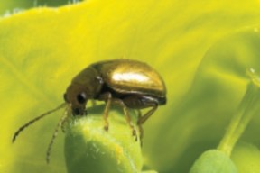 A closeup image of an Aphthona nigriscutis flea beetle