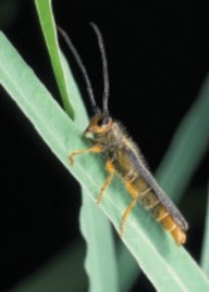 A closeup image of an Oberea erythrocephala longhorn beetle