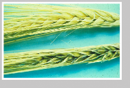 Barley heads displaying symptoms of bacterial kernal blight