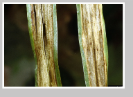 Leaves displaying symptoms of barley stripe