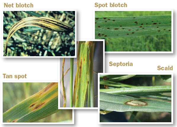 Five images showing various blotches, spots, and scalds on plant leaves