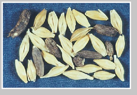 Ergot bodies appear black and shriveled compared to healthy seeds