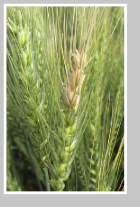 Fusarium head blight on wheat