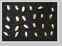 Tombstone kernels due to Fusarium head blight