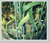 Plants leaves displaying symptoms of Barley yellow streak mosaic virus