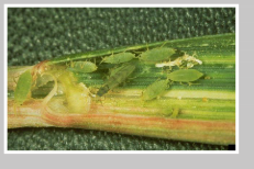 A colony of aphids on a plant stem