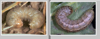 Left: pale western cutworm larvae. Right: army cutworm larvae.