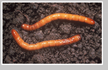 A pair of wireworm larvae on soil
