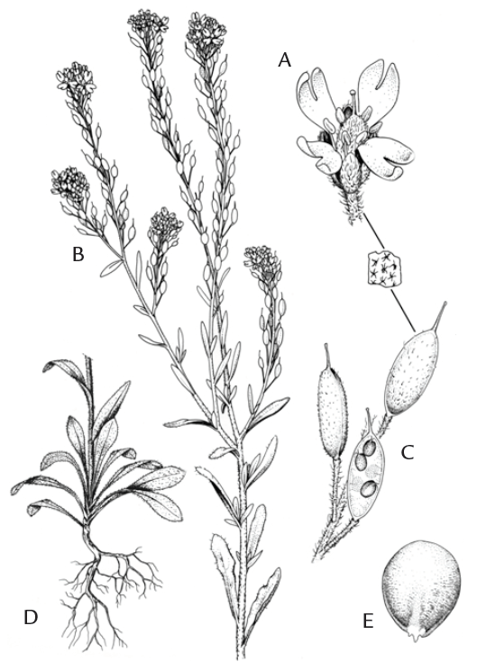 A black and white hand drawn botanical image showing the various parts of the hoary alyssum plant