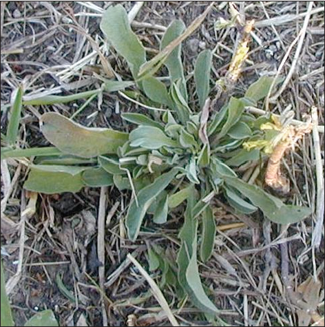 A rosette of hoary alyssum out in the field with long sage green lance shaped leaves