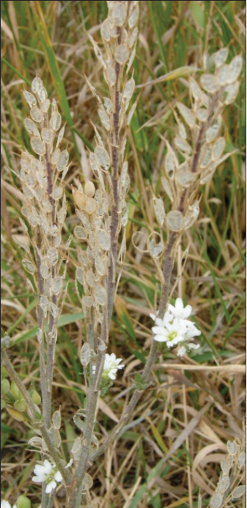 Hoary alyssum stalks in the field displaying semi-translucent septums that appear paper thin