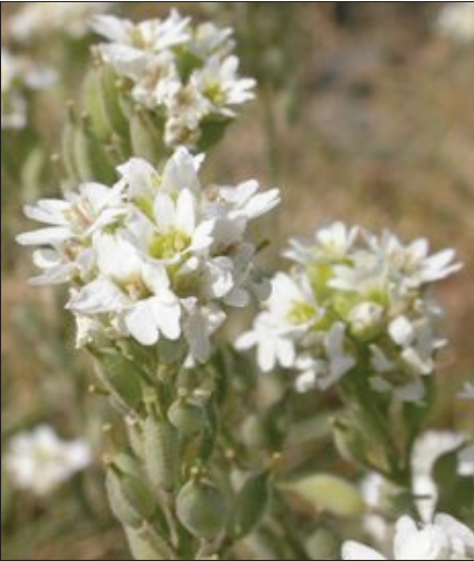 A close-up of a cluster of white hoary alyssum flowers in the field