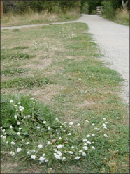 A patch of hoary alyssum plants with white flowers next to a trail in Bozeman