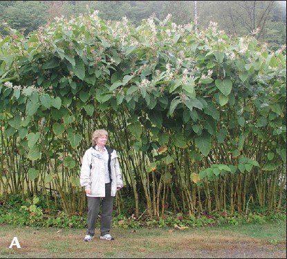 A large patch of knotweed complex in the field with a woman standing nearby for size reference.