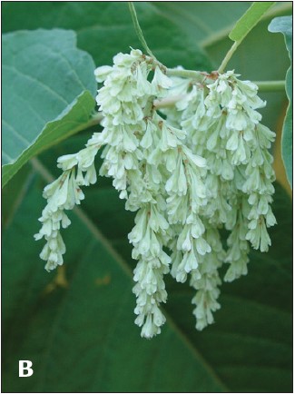 Close-up of knotweed's greenish white flower bunch