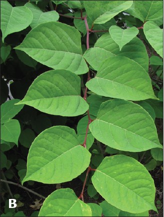 A closeup of Bohemian knotweed leaves. They appear in an alternating fashion