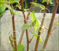 A close-up of several bamboo-like knotweed plants with membranous sheaths at stem nodes