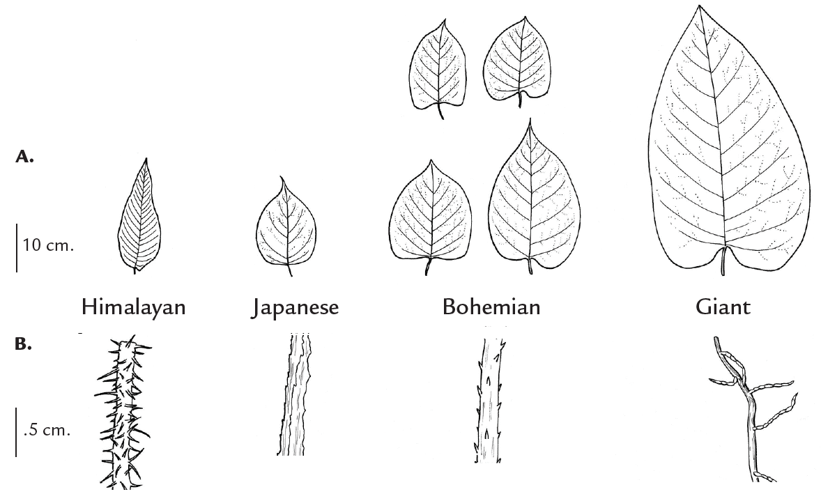Black and white hand-drawn illustrations exemplifying the differences in leaf shapes and hairs of various kontweeds