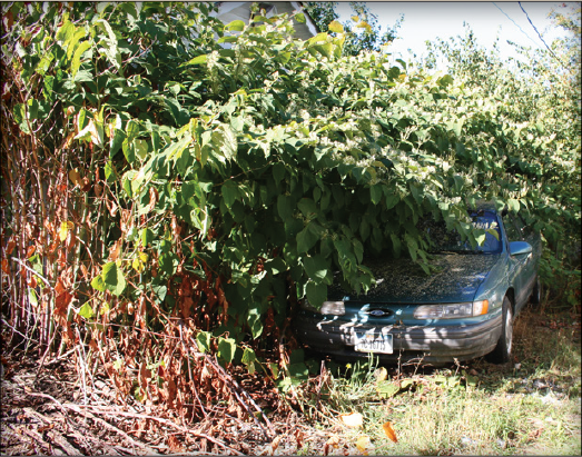 A car being engulfed by an overgrown hedge of Japanese knotweed