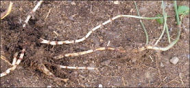 Long tan rhizomes of a knotweed plant that was dug out of the dirt are exposed
