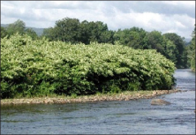 A huge stand of knotweed on the edge of a river appears to be the only plant around
