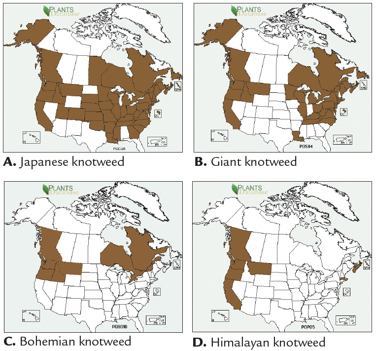 A map of North America with states and provinces that have knotweed complex reported highlighted in brown