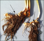 The roots of flowering rush appear fleshy and rhizomatous