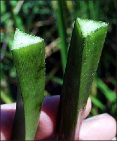 Flowering rush leaves are triangular when viewed as a cross section