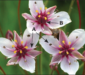 A close-up picture of a Flowering rush flower shows 9 stamens and 6 carpels