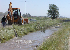 A group of men using an implement to chain Flowering rush along a river bank