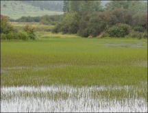 A dense growth of Flowering rush at the mouth of Dayton Creek 