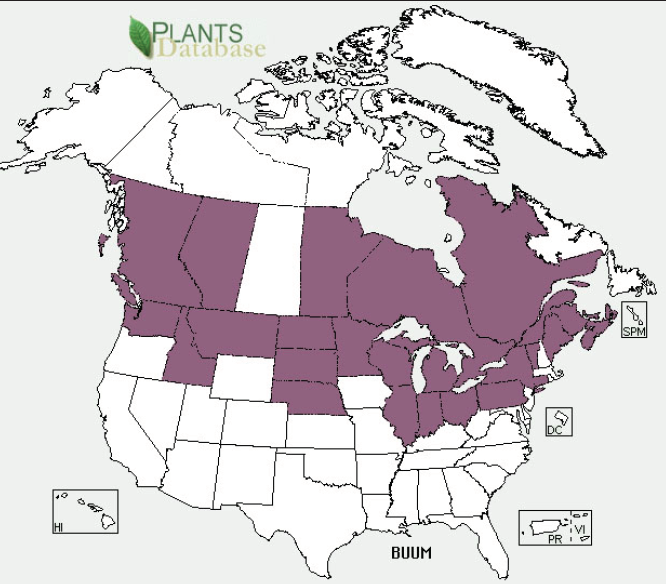 A map of North America showing areas where Flowering rush has been reported