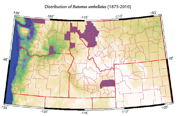 A map of the Pacific Northwest showing where Flowering rush has been reported