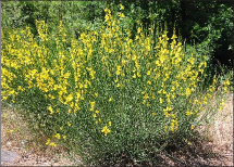 A large colony of scotch broom with bright yellow flowers in the field