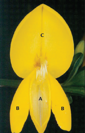 A diagram showing the various parts of a scotch broom flower