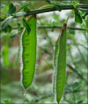 Young Scotch broom seed pods appear similar to peas on the plant.