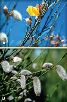 Portugese broom flowers and seed pods