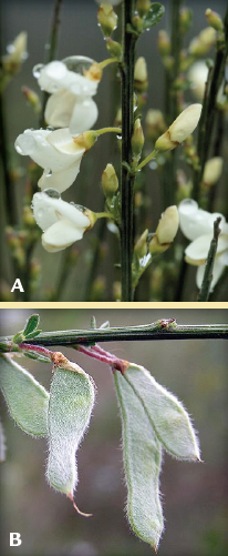 Spanish broom has white flowers and lighter seed pods