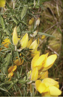 A Gorse plant in the field