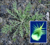 Diffuse knapweed plant in the field with a closeup photo of a diffuse knapweed bract