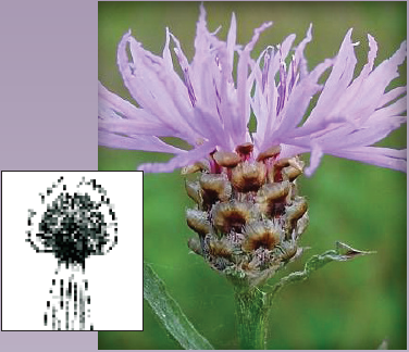 A close-up of a brown knapweed flower head along with a black and white botanical drawing