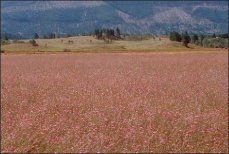 A field completely taken over by knapweeds with mountains in the background. The field appears purple due to the knapweed flowers.