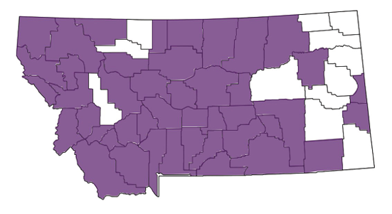 A map of Montana with counties where diffuse knapweed has been reported highlighted in purple